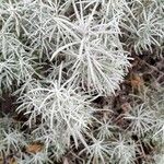 Helichrysum italicum Blad