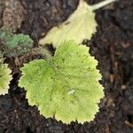 Primula malacoides Leaf