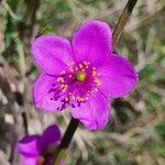 Talinum portulacifolium Blüte