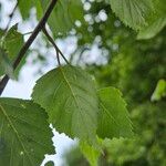 Betula pubescens برگ