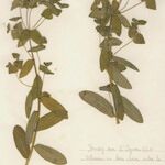 Euphorbia dulcis Flor