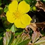 Potentilla puberula Fula