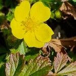 Potentilla pusilla Bloem