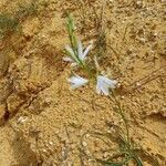 Anthericum liliagoŽiedas