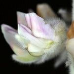 Lupinus leucophyllus Flor