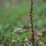 Orobanche hederae Habitat