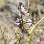 Monnina dictyocarpa Flor