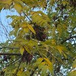 Fraxinus excelsiorЛист