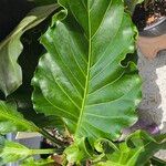 Anthurium hookeri Leaf