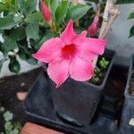 Mandevilla laxaBlomma