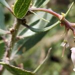 Arctostaphylos pungens Floro