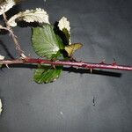 Rubus winteri Habitus