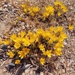 Sternbergia lutea 花