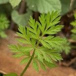 Torilis nodosa Leaf