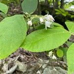 Styrax americanus Цвят