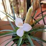 Tillandsia guatemalensis Květ
