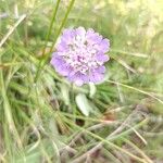 Scabiosa canescens Blüte