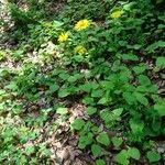 Doronicum pardalianches Habitat