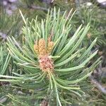 Pinus edulis その他の提案