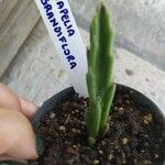 Stapelia grandiflora Leaf