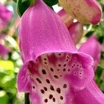 Digitalis thapsi Kwiat