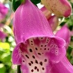 Digitalis thapsi Flors