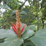 Aphelandra scabra Leaf