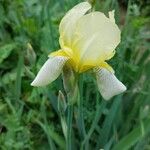 Iris variegata Floro