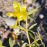 Larrea divaricataFlower