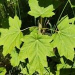 Acer diabolicum Folha