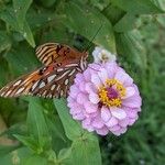 Zinnia peruvianaFiore