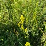 Galium verumFlor