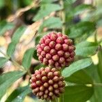 Calliandra tergemina ফুল