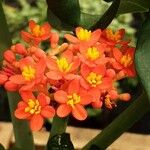 Jatropha podagrica Flower