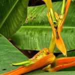 Heliconia latispatha Flor