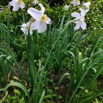 Narcissus poeticus Staniste