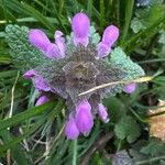 Lamium purpureum Цветок