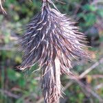 Cirsium vulgare Fruitua