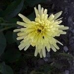 Urospermum dalechampii Flower