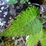 Lamium maculatum Blad