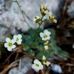 Saxifraga caesia Fula