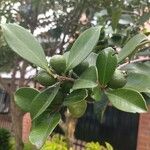 Psidium guineense List