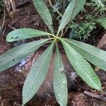 Hedyosmum brasiliense 葉