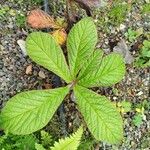 Rodgersia aesculifolia Folha