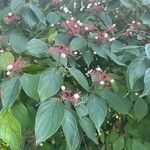 Cornus racemosa برگ