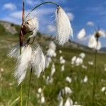 Eriophorum angustifolium Blodyn