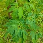 Acer circinatum পাতা