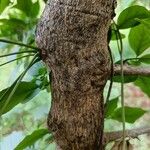 Aegle marmelos Corteza