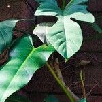 Philodendron panduriforme 葉