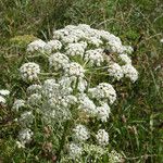 Peucedanum oreoselinumFlower